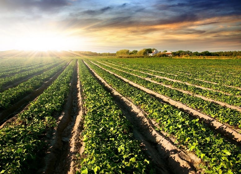 pro e contro dell'agricoltura biodinamica