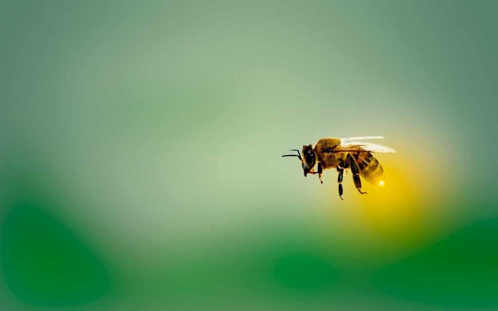 ape che vola con sfondo neutro aria pulita durante il lock down