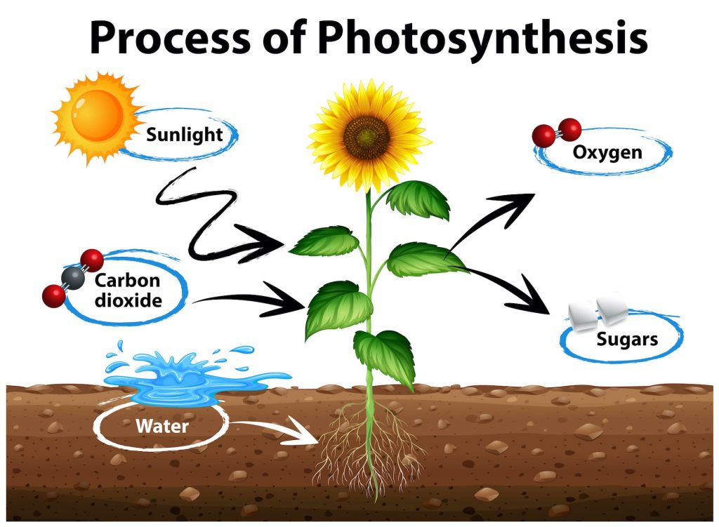 processo-fotosintesi-clorofilliana