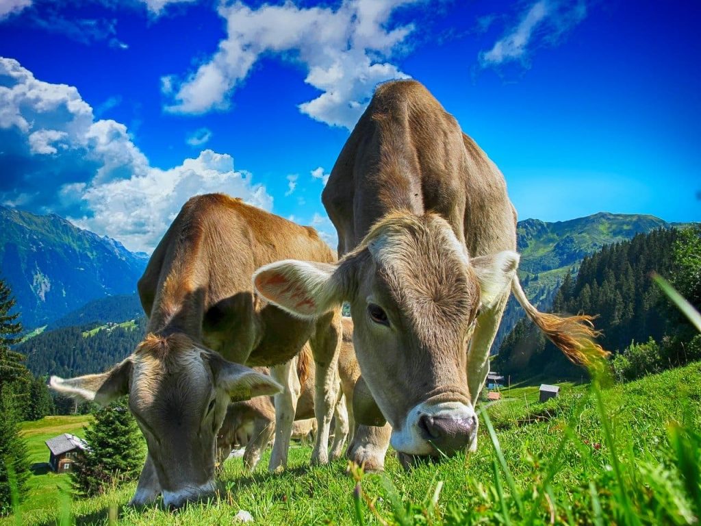 mucche-pascolano-in-montagna