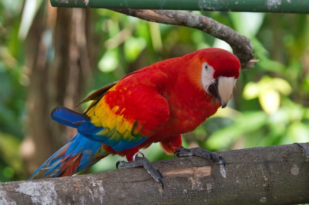 pappagallo-abitante-foreste-rigogliose-costarica-energie-rinnovabili