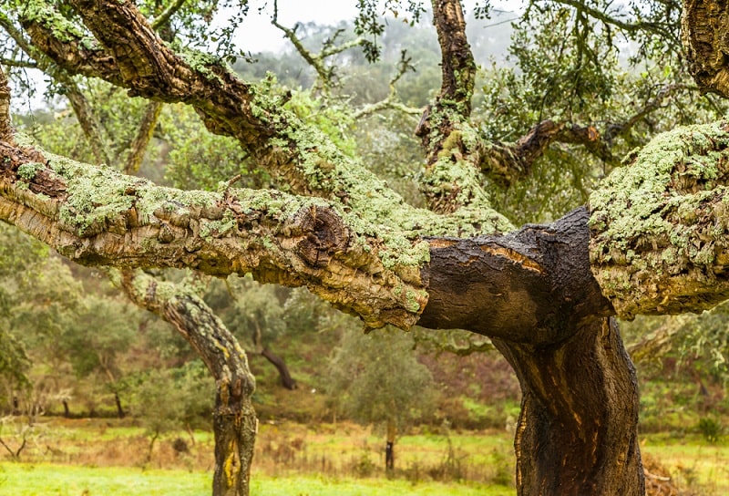 albero di sughero